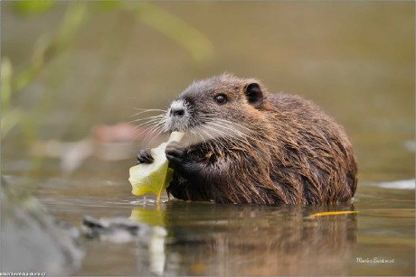 Nutrie říční - Myocastor coypus - Foto Monika Suržinová 1122 (5)