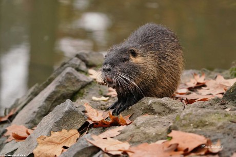 Nutrie říční - Myocastor coypus - Foto Monika Suržinová 1122 (6)