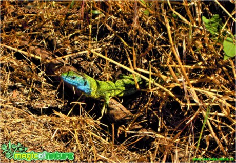 Ještěrka zelená - Lacerta viridis - Foto Robert Kopecký
