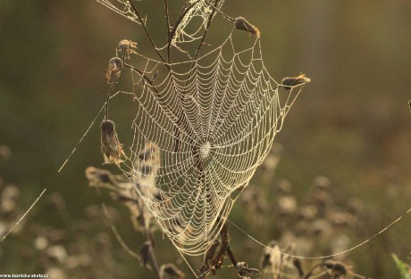 Pavučiny - Foto Ladislav Jonák 1022 (4)