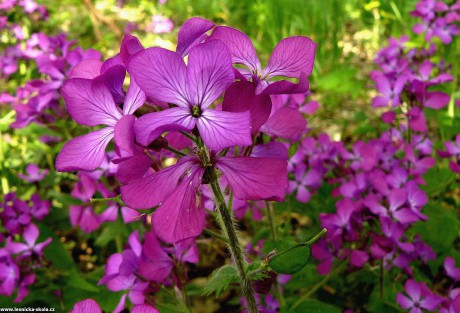 Měsíčnice roční - Lunaria annua - Foto Pavel Stančík 1222