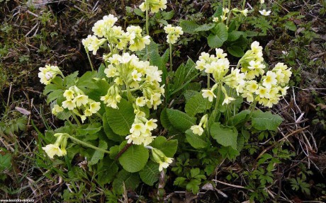 Prvosenka vyšší - Primula elatior - Foto Pavel Stančík 1222