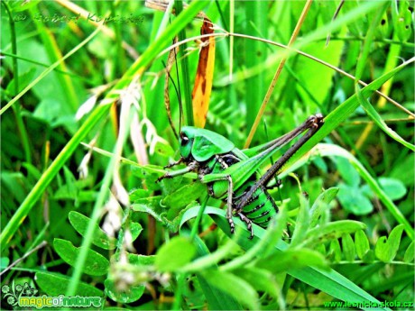 Kobylka hnědá - Decticus verrucivorus - Foto Robert Kopecký