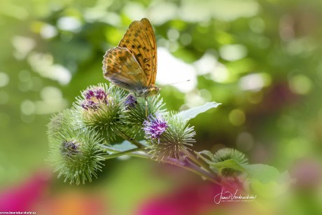 Krása motýlů - Foto Jana Vondráčková 0722 (1)