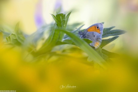 Krása motýlů - Foto Jana Vondráčková 0722 (2)