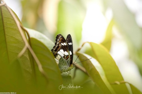 Krása motýlů - Foto Jana Vondráčková 0722