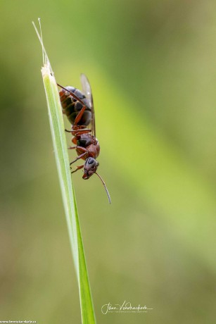 Mravenčí královna - Foto Jana Vondráčková 0722