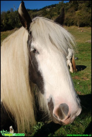 Kůň z Nového Zélandu - Gipsy horse - Foto Roman Brož