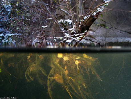 Pod vodou listopadové Leštinky - Foto Tomáš Kunze 1122 (3)