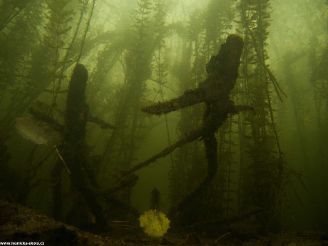 Pod vodou listopadové Leštinky - Foto Tomáš Kunze 1122 (7)