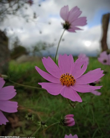 Krása květů - Foto Adriana Simandlová 1222