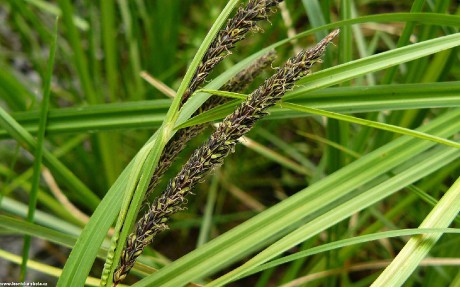 Ostřice štíhlá - Carex acuta - Foto Pavel Stančík 0123