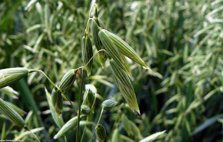 Oves setý - Avena sativa - Foto Pavel Stančík 0123