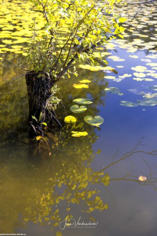 Podzim u vody - Foto Jana Vondráčková 1022