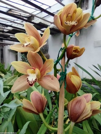 Když kvetou orchideje - Foto Marie Vykydalová 0123