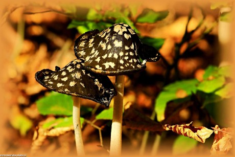V houbovém světě - Foto Pavel Balazka 1022