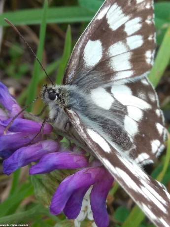 V zemi motýlů - Foto Adriana Simandlová 0123 (1)