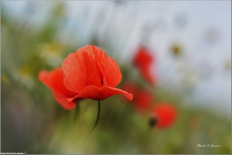 Vlčí máky - Foto Monika Suržinová 0123