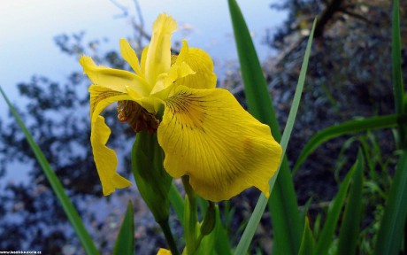 Kosatec žlutý - Iris pseudacorus - Foto Pavel Stančík 0123