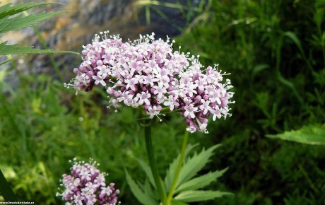 Kozlík lékařský - Valeriana officinalis - Foto Pavel Stančík 0123