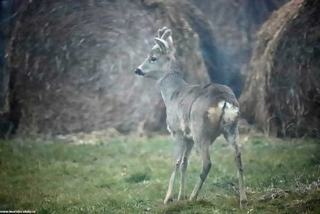 Srnčí zvěř z fotopasti - Foto Ladislav Jonák 0223 (5)