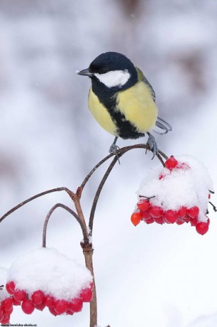 Sýkora koňadra -  Parus major - Foto Irena Wenischová 0223 (4)