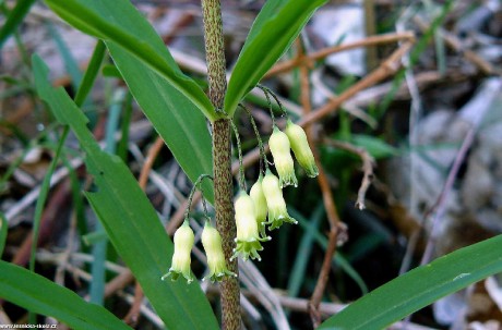 Kokořík přeslenitý - Polygonatum verticillatum - Foto Pavel Stančík 0223