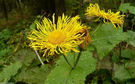 Kolotočník ozdobný - Telekia speciosa - Foto Pavel Stančík 0223