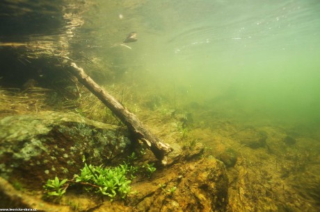 Pod hladinou Želivky - Foto Tomáš Kunze 0223 (2)