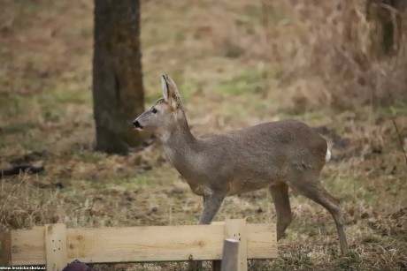 Srnčí zvěř objektivem fotopastí - Foto Ladislav Jonák 0223 (1)