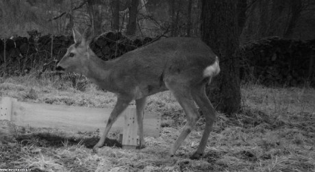 Srnčí zvěř objektivem fotopastí - Foto Ladislav Jonák 0223 (2)