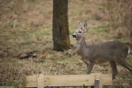 Srnčí zvěř objektivem fotopastí - Foto Ladislav Jonák 0223 (3)