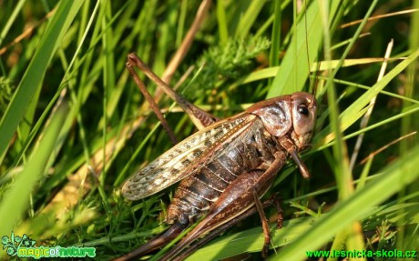 Kobylka hnědá - Decticus verrucivorus - Foto G. Ritschel