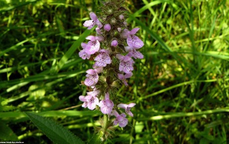 Čistec bahenní - Stachys palustris - Foto Pavel Stančík 0223