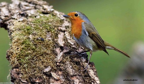 Červenka obecná - Erithacus rubecula - Foto Pavel Balazka 0123