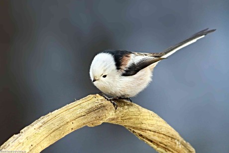 Mlynařík dlouhoocasý - Aegithalos caudatus - Foto Pavel Balazka 0123