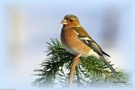 Pěnkava obecná - Fringilla coelebs - Foto Pavel Balazka 0123 (1)