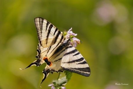 Otakárek ovocný - Foto Monika Suržinová 0323