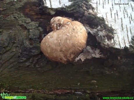 Březovník obecný - Piptoporus betulinus - Foto Jan Jirásek