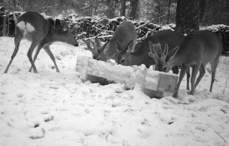 Život u krmelce zachycený fotopastí - Foto Ladislav Jonák 0223 (5)