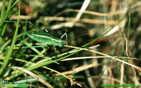 Kobylka smrková - Barbitistes constrictus - Foto G. Ritschel