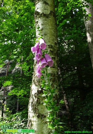 Náprstník červený - Digitalis purpurea - Foto Karel Kříž