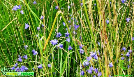 Zvonek okrouhlolistý - Campanula rotundifolia - Foto Karel Kříž (1)