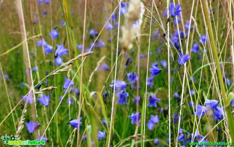 Zvonek okrouhlolistý - Campanula rotundifolia - Foto Karel Kříž (2)