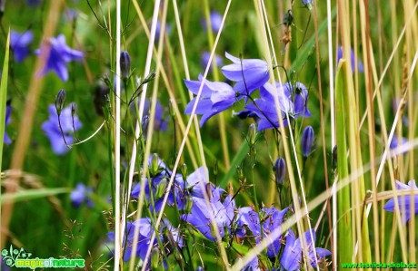 Zvonek okrouhlolistý - Campanula rotundifolia - Foto Karel Kříž