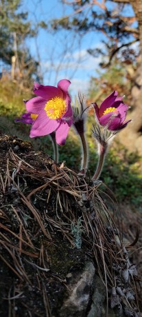 Koniklec otevřený - Pulsatilla patens - Foto Robert Kopecký 0323