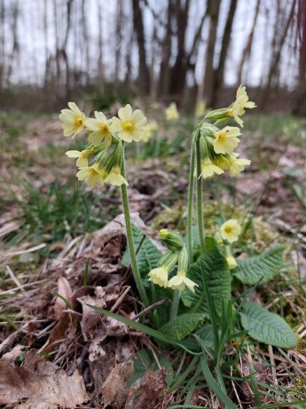 Prvosenka vyšší - Primula elatior - Foto Robert Kopecký 0323