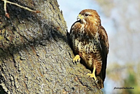 Káně lesní - Foto Pavel Balazka 0223