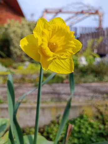 Květ narcisu - Foto Jan Hlinka 0423
