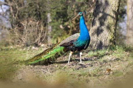 Páv korunkatý - Pavo cristatus - Foto Jana Vondráčková 0323